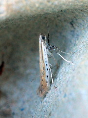 Aspilapteryx tringipennella