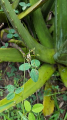 Desmodium procumbens