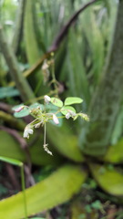 Desmodium procumbens