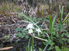 Hymenocallis rotata