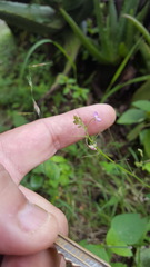 Desmodium procumbens