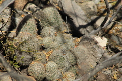 Escobaria chihuahuensis