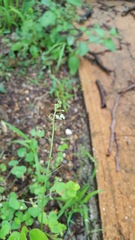 Desmodium procumbens