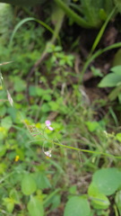 Desmodium procumbens