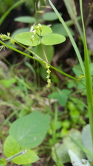 Desmodium procumbens