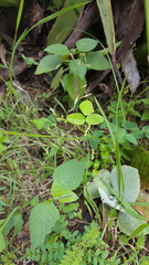 Desmodium procumbens