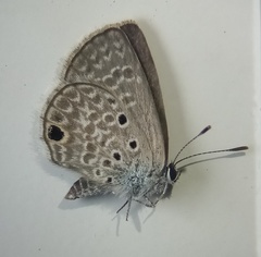 Hemiargus hanno hanno
