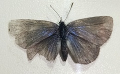 Hemiargus hanno hanno