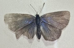 Hemiargus hanno hanno