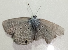 Hemiargus hanno hanno