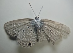 Hemiargus hanno hanno