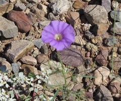 Ipomoea ternifolia leptotoma
