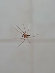 Cithaeron praedonius