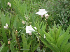Ipomoea longifolia