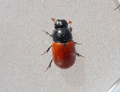 Aphodius