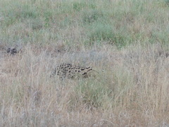 Leptailurus serval lipostictus