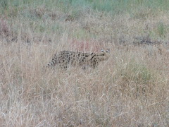Leptailurus serval lipostictus