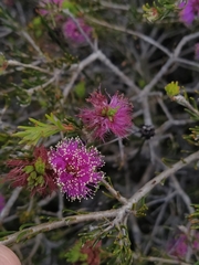 Melaleuca seriata