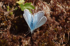 Polyommatus eros