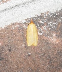 Sparganothis distincta