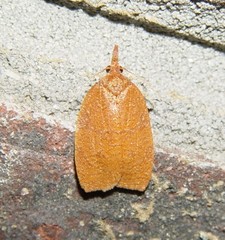 Sparganothis distincta