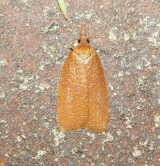 Sparganothis distincta