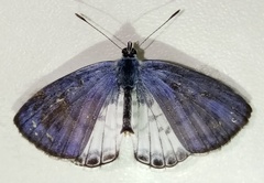 Leptotes cassius cassius