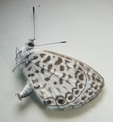 Leptotes cassius cassius