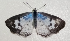 Leptotes cassius cassius