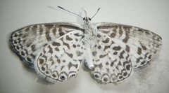 Leptotes cassius cassius