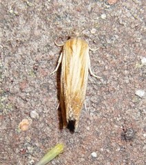 Eucosma ferruginana