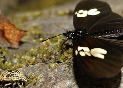 Eueides heliconioides