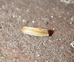 Eucosma ferruginana