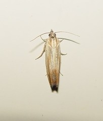 Eucosma ferruginana