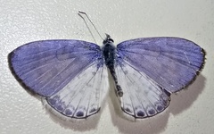 Leptotes cassius cassius