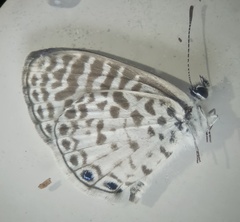 Leptotes cassius cassius