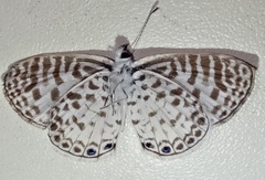 Leptotes cassius cassius