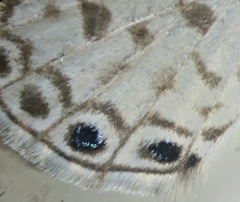 Leptotes cassius cassius