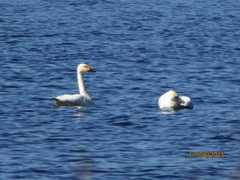 Cygnus columbianus bewickii
