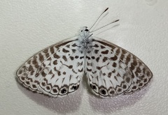 Leptotes cassius cassius