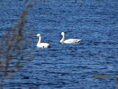 Cygnus columbianus bewickii