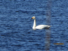 Cygnus columbianus bewickii