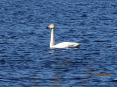 Cygnus columbianus bewickii