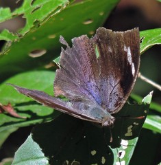 Memphis moruus morpheus