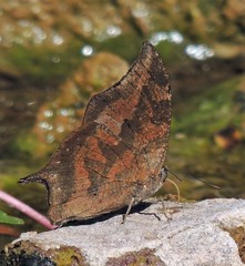 Memphis moruus morpheus