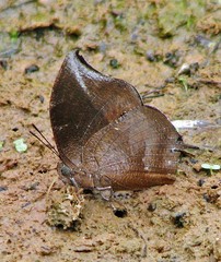 Memphis moruus morpheus