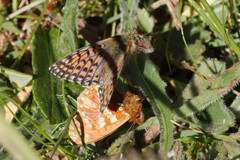 Boloria napaea