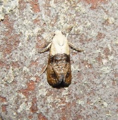 Eugnosta erigeronana