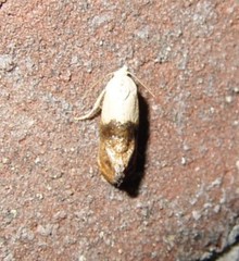 Eugnosta erigeronana