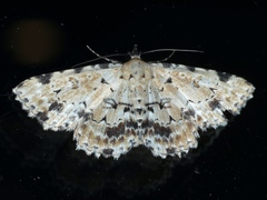 Sandava scitisignata